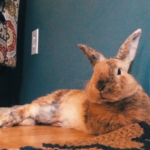 MAKE ME AN OFFER🥰🐰